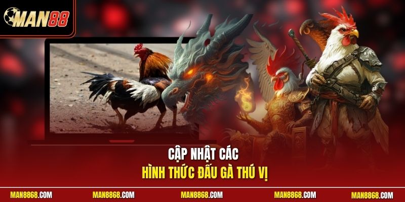 Đá Gà Trực Tuyến - Phát Trực Tiếp 4k Bồ Thomo Độc Quyền 3 Cập nhật các hình thức đấu gà thú vị