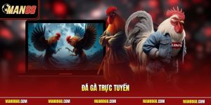 Đá gà trực tuyến