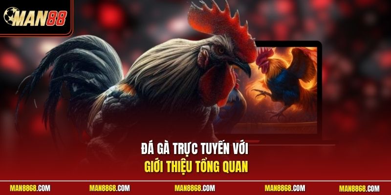 Đá Gà Trực Tuyến - Phát Trực Tiếp 4k Bồ Thomo Độc Quyền 2 Đá gà trực tuyến với giới thiệu tổng quan