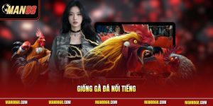 Giống gà đá nổi tiếng